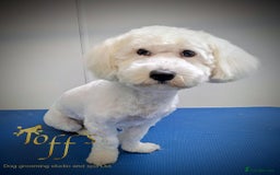Maltipoo dogs for sale: Cookie - Image 1