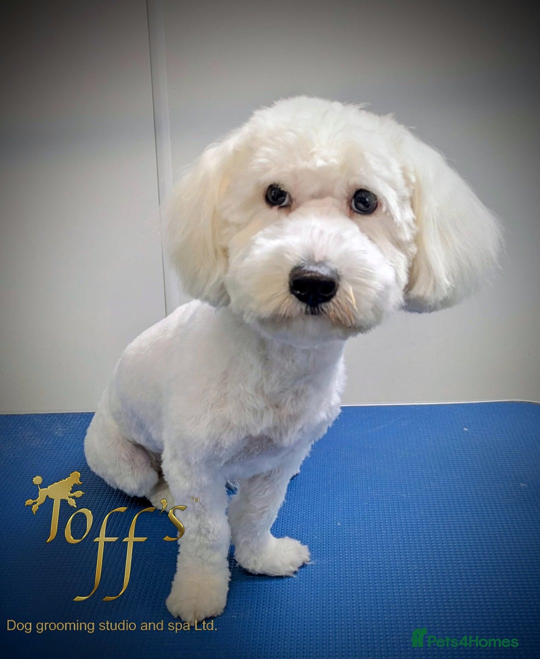 Maltipoo dogs for sale: Cookie - Image 1
