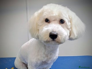 Maltipoo dogs - Advert 4