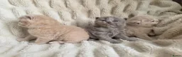 British Longhair cats for sale: Gorgeous GCCF British Longhair lilac  - Advert 3