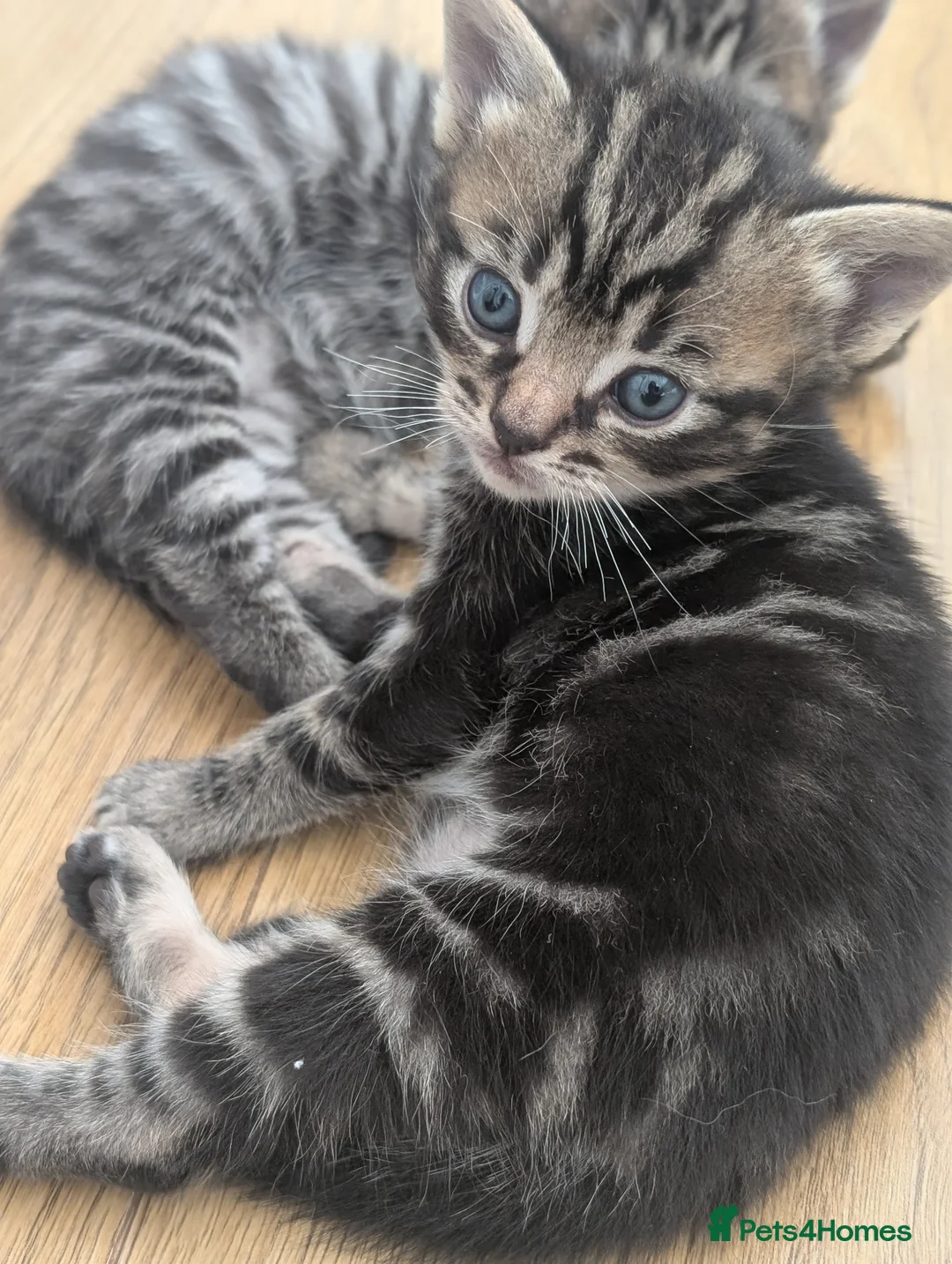 Mixed Breed cats for sale: Beautiful ragdoll x tabby x British blue shorthair - Advert 4