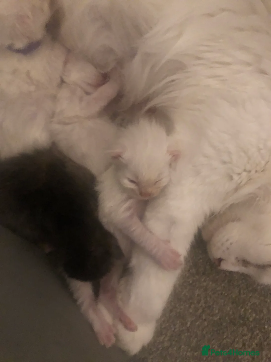 Maine Coon cats for sale: Beautiful GCCF Maine Coons  - Advert 16