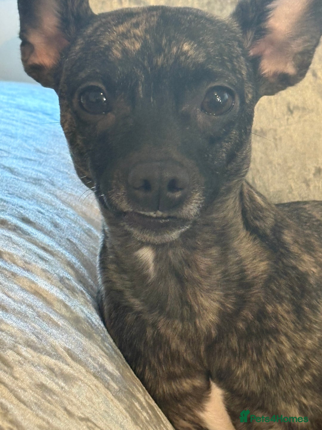 Mixed Breed dogs for sale: Peppa  - Image 5