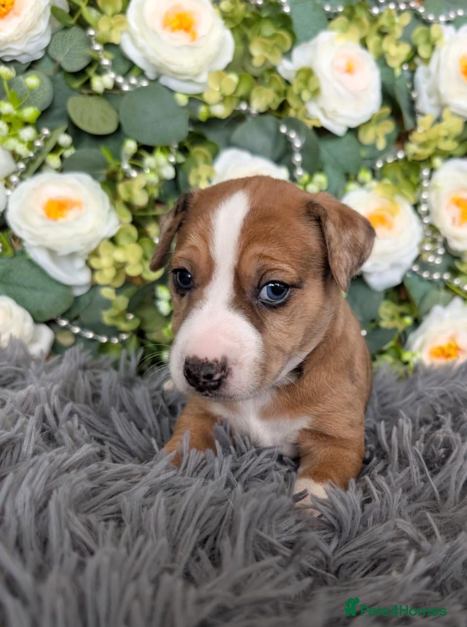 Mixed Breed dogs 3/4 Jack Russell puppies ❤️🐶 - Advert 1