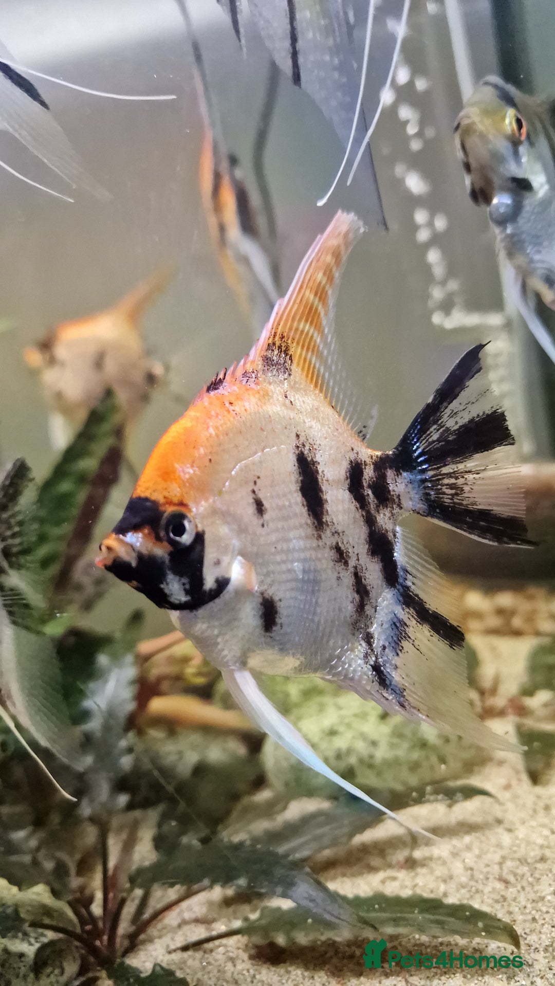 Angelfish fish for sale: Koi Angelfish - Image 6