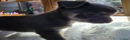 Chihuahua dogs for sale: Gorgeous Chiuahaha pups! - Advert 23