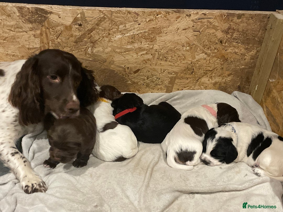 Cocker Spaniel dogs for sale: Beautiful Litter of 5 working cocker spaniels - Advert 1