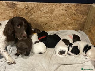 Cocker Spaniel dogs Beautiful Litter of 5 working cocker spaniels - Advert 18