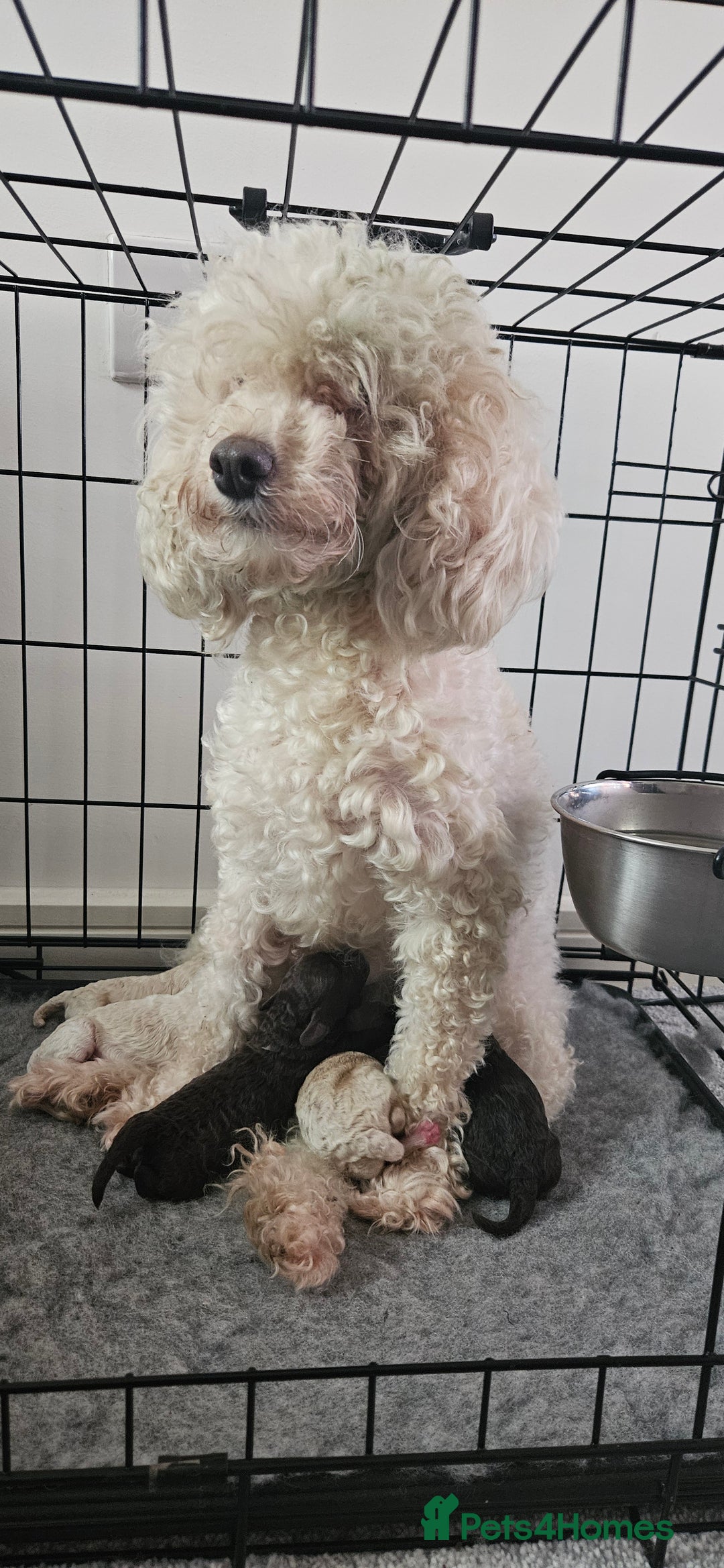 Toy Poodle dogs for sale: Beautiful Toy Poodles - Advert 14