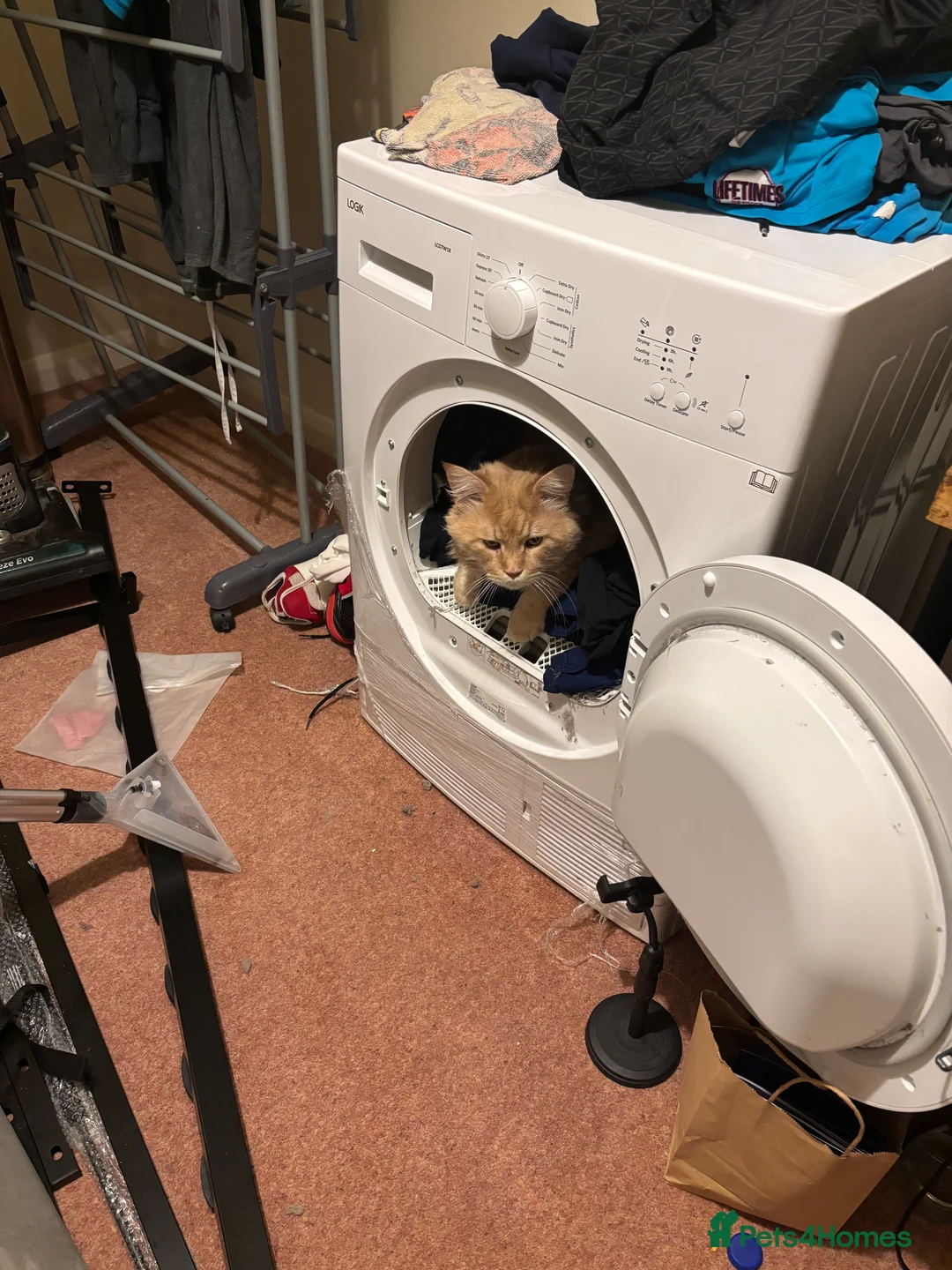 Maine Coon cats for stud: Alphie Maine coon STUD in Atherstone - Advert 3