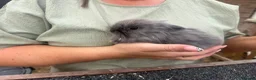 Lionhead rabbits for sale: 2 lion head girls  - Advert 2