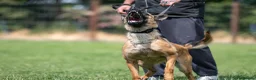 Belgian Shepherd Dog dogs for sale: NVBK bloodline Malinios bitch - Advert 3