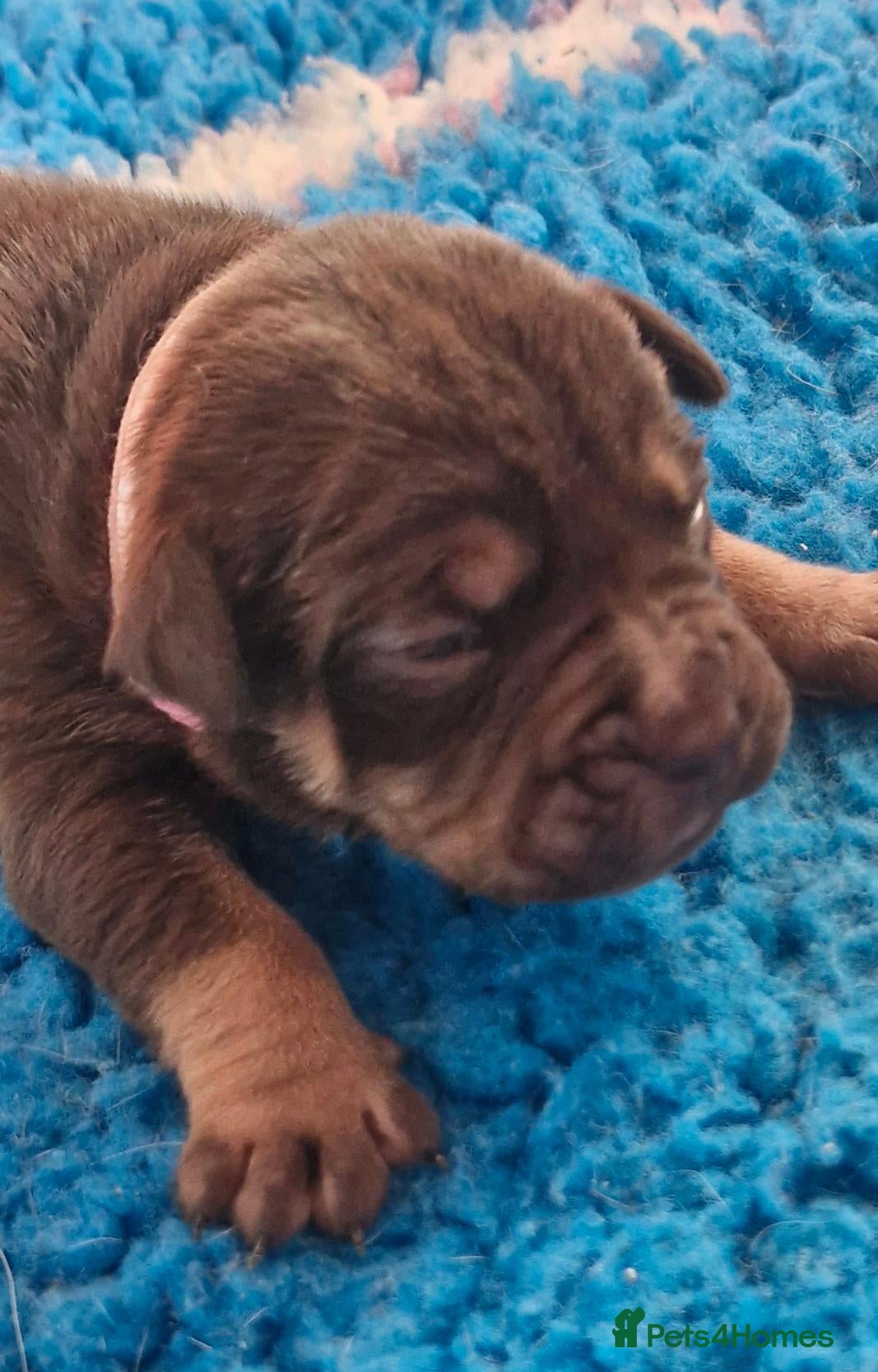 Olde English Bulldogge dogs Olde English Bulldogges  - Advert 1