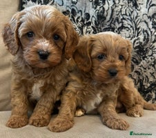 Cavapoo dogs - Advert 3