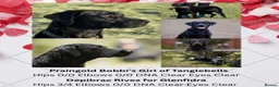 Labrador Retriever dogs for sale: 2 boys available  in Gloucester - Advert 3