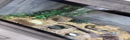 Leopard Gecko reptiles for sale: Leopard Gecko with full set up - Advert 3