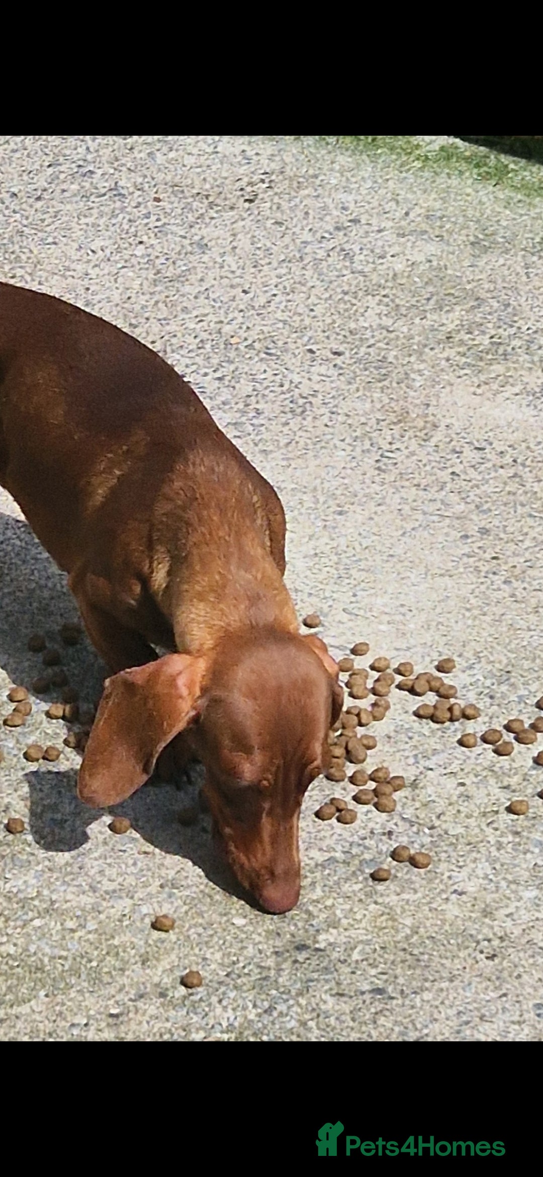 Miniature Dachshund dogs for sale: PRA CLEAR ADULT MINIATURE DACHSHUND FEMALE  - Image 3