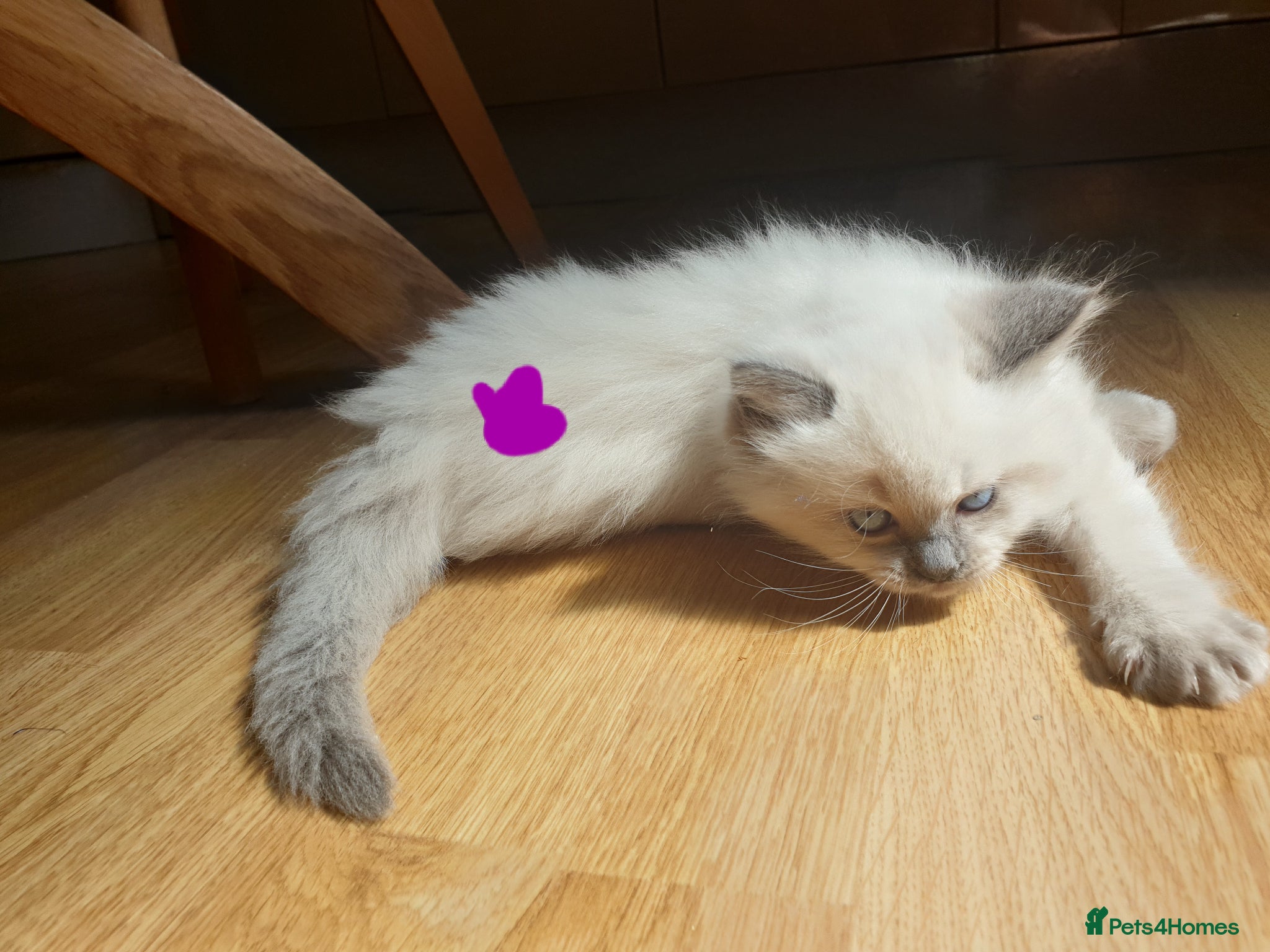 Ragdoll cats for sale: Ragdoll fluffy kittens x 4 chocolate seal point - Advert 17