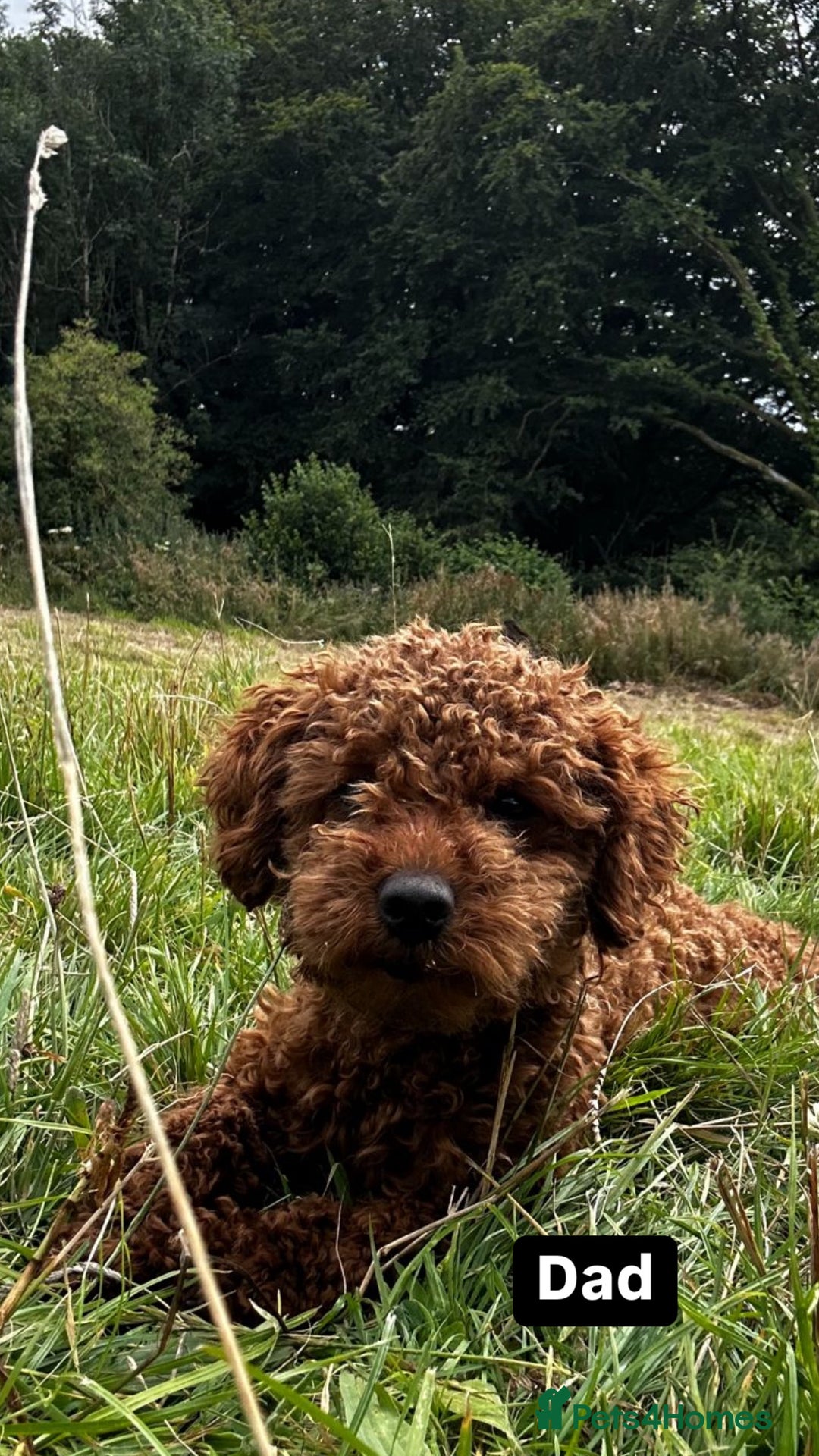 Cockapoo dogs for sale: 🎅Beautiful Cockapoo puppies🐶 - Advert 6