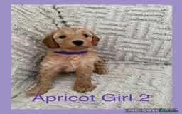 Cockapoo dogs for sale: Stunning F1B Merle Cockapoo Puppies!!!! - Image 20