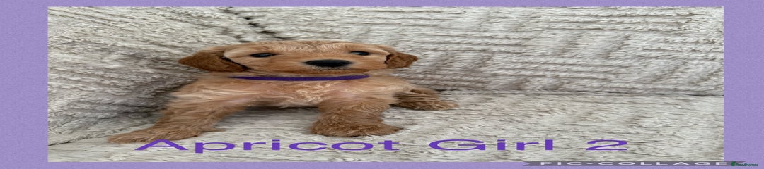 Cockapoo Puppy 7