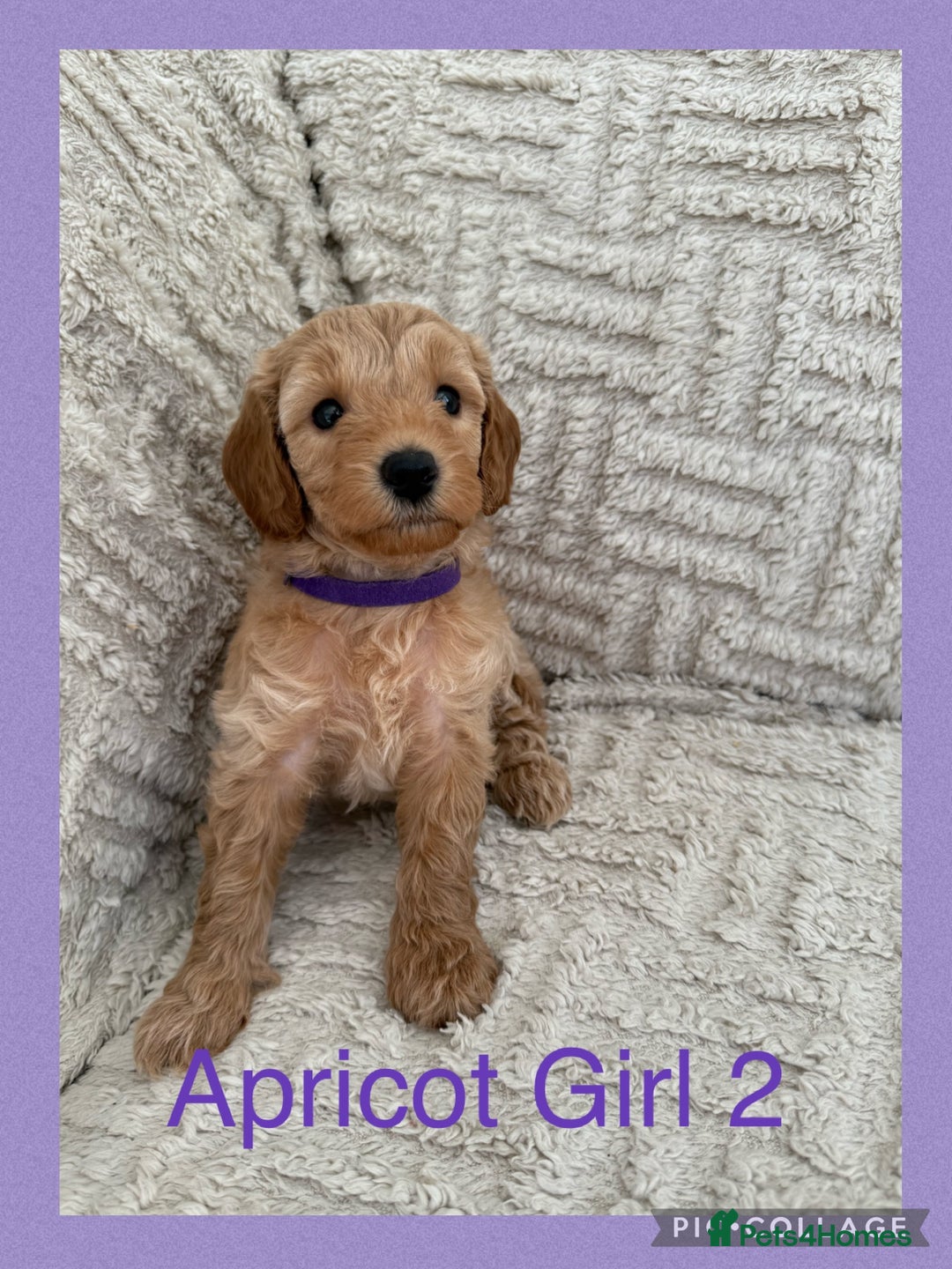 Cockapoo dogs for sale: Stunning F1B Merle Cockapoo Puppies!!!! - Image 20