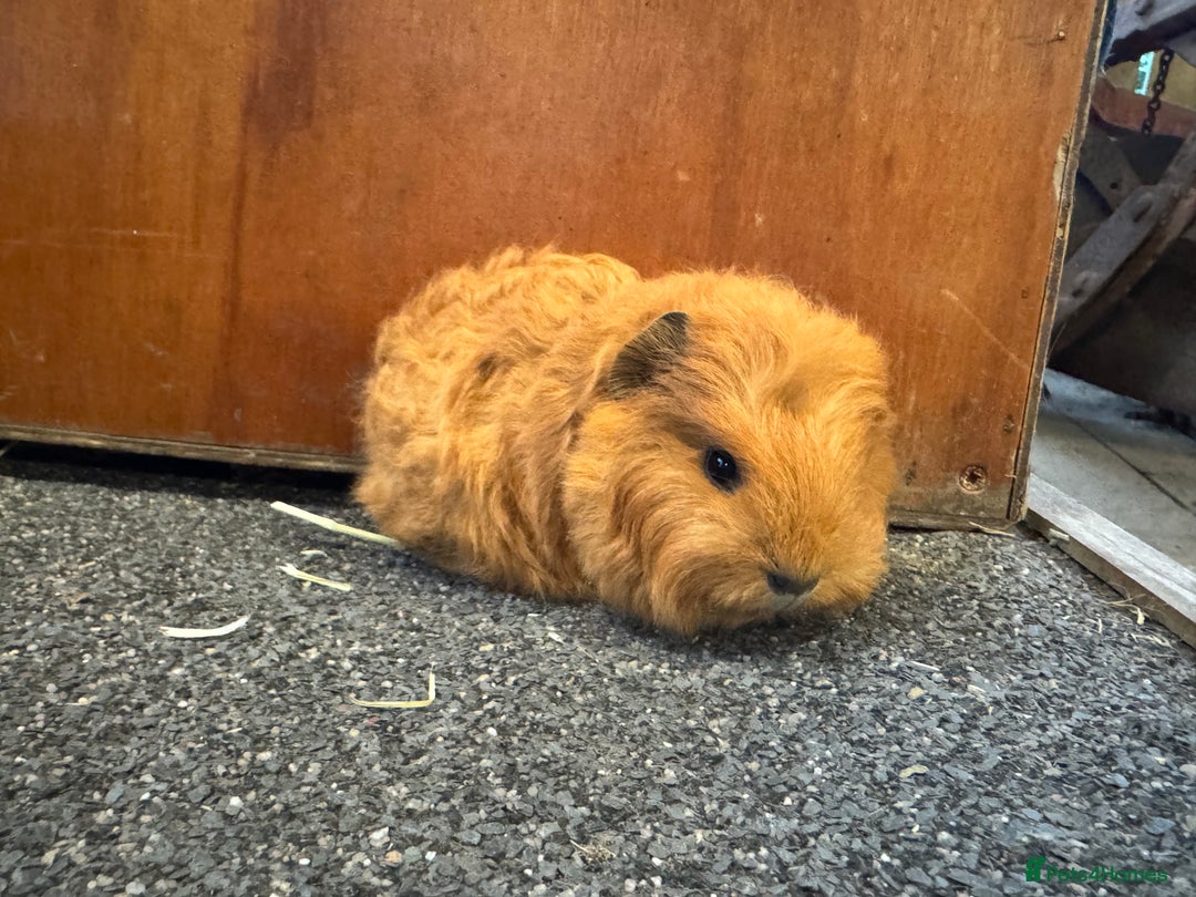 Guinea Pig rodents for sale: Pure Bred Swiss Guinea Pig Boars - Image 2