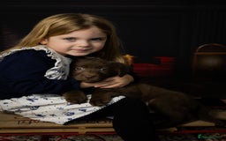 Labrador Retriever dogs for sale: Chocolate Labrador puppies  - Advert 16