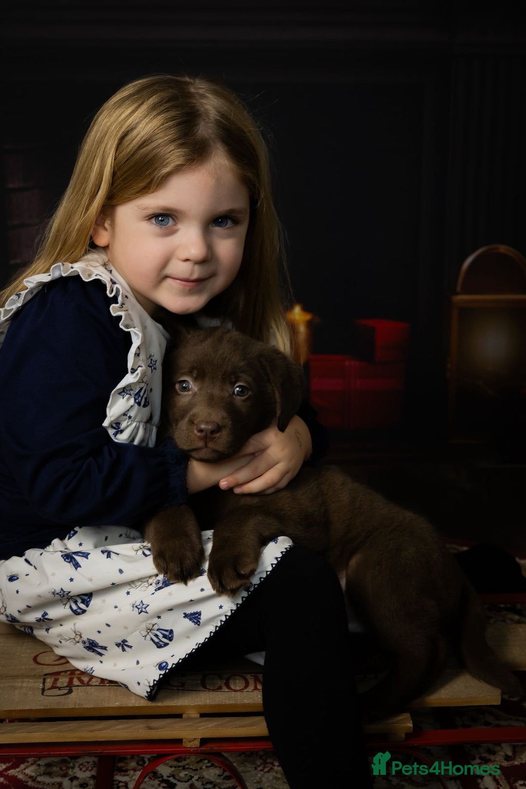 Labrador Retriever dogs for sale: Chocolate Labrador puppies  - Advert 16