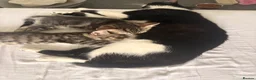 Domestic Shorthair cats for sale: Beautiful little kittens - Advert 14