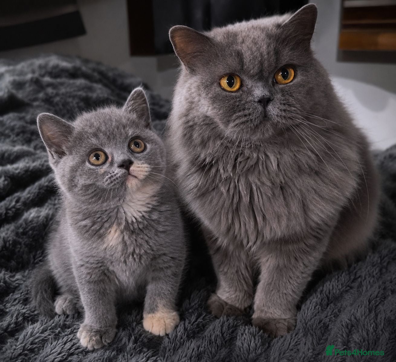 British Shorthair cats LAST GIRL 💖 BSH 🐾 Blue Tortie - Advert 14