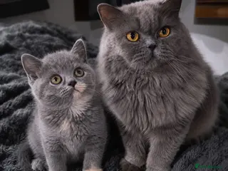 British Shorthair cats LAST GIRL 💖 BSH 🐾 Blue Tortie - Advert 14