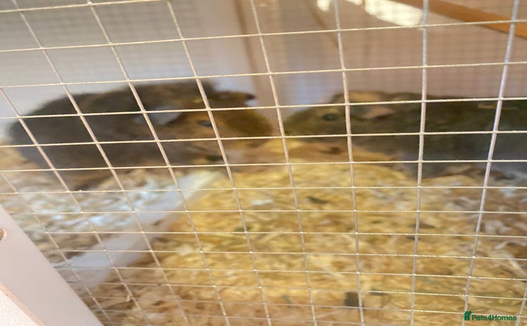 Guinea Pig rodents - Advert 4