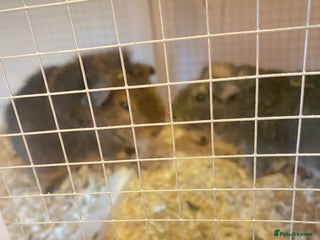 Guinea Pig rodents for sale - Advert 1