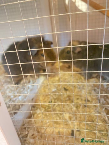 Guinea Pig rodents - Advert 4