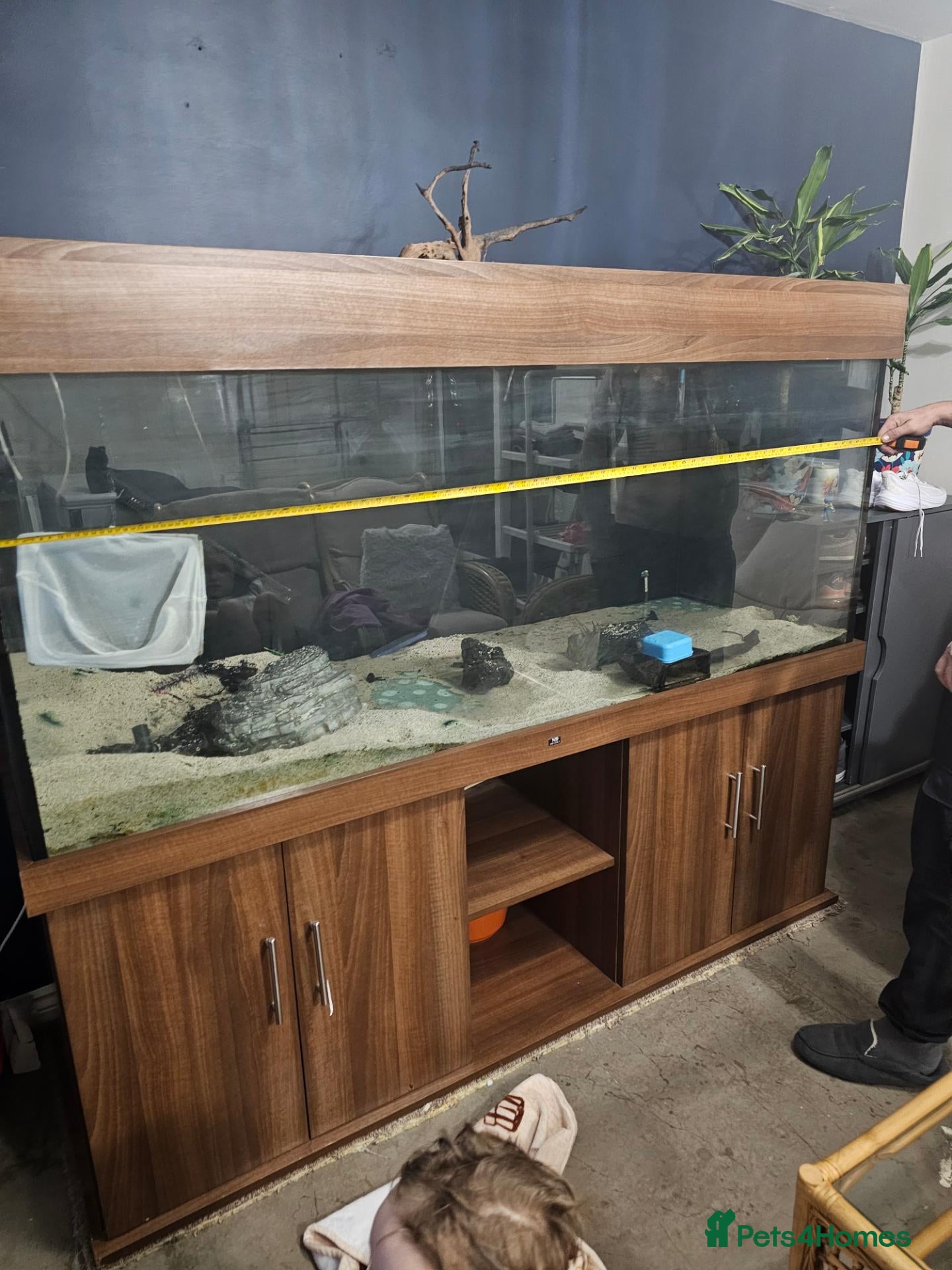 Cichlids fish 6ft huge tank for sale  - Advert 1