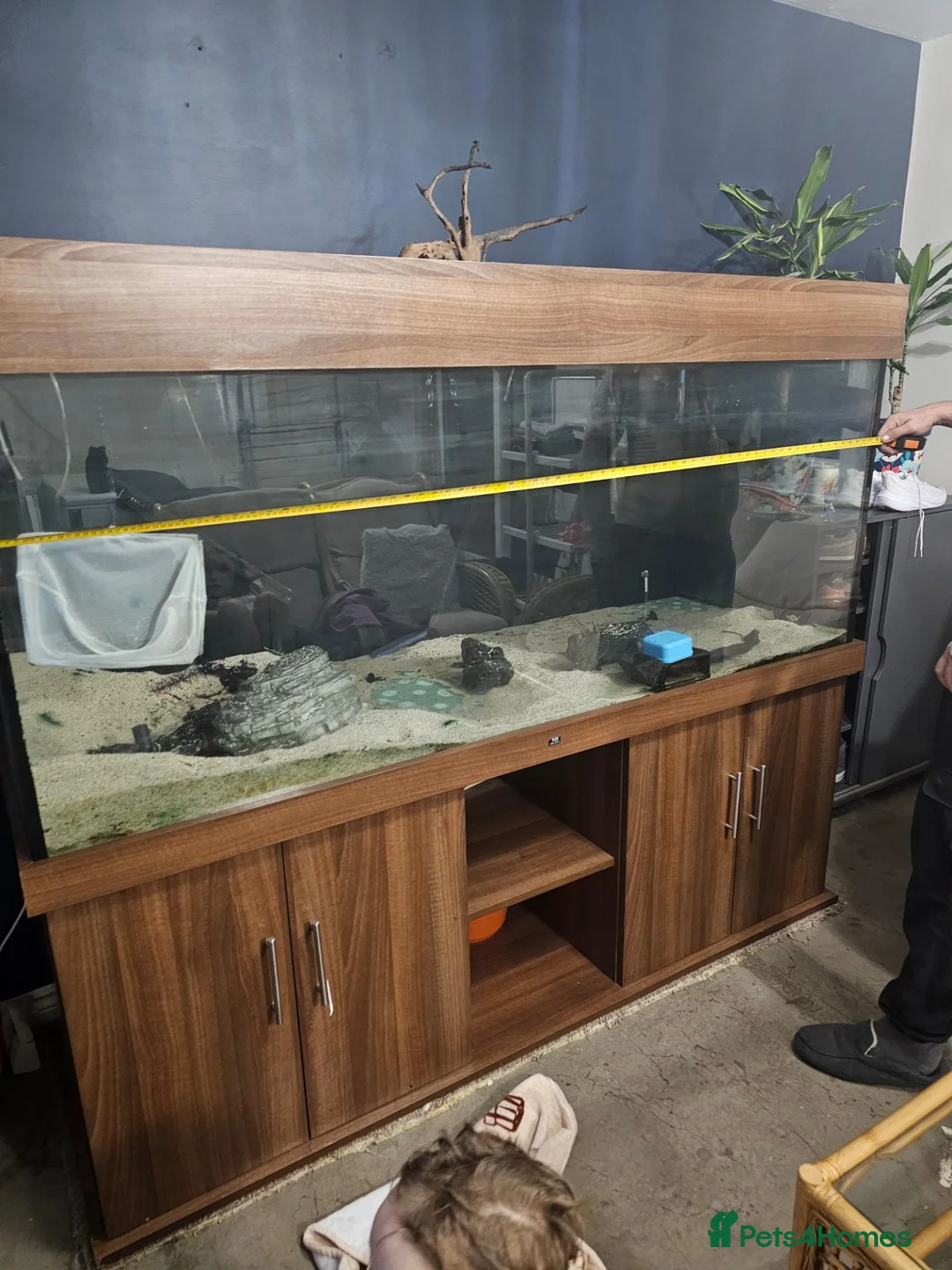 Cichlids fish for sale: 6ft tank and stand  - Advert 1