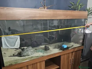 Cichlids fish 6ft tank and stand - Advert 1