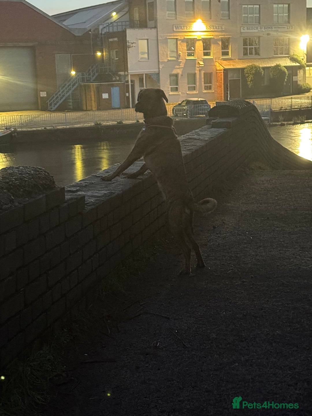 Mixed Breed dogs for sale: Sad to see her go  - Advert 2