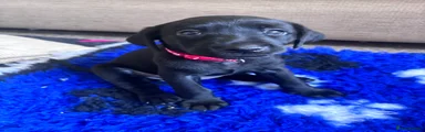 Labrador Retriever 7