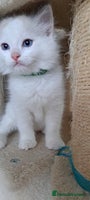 Ragdoll cats in Manchester - Advert 14