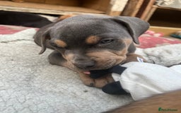 Mixed Breed dogs for sale: STAFFWEILERS LAST 2 GIRLS e Cream and d CARRIERS - Image 19