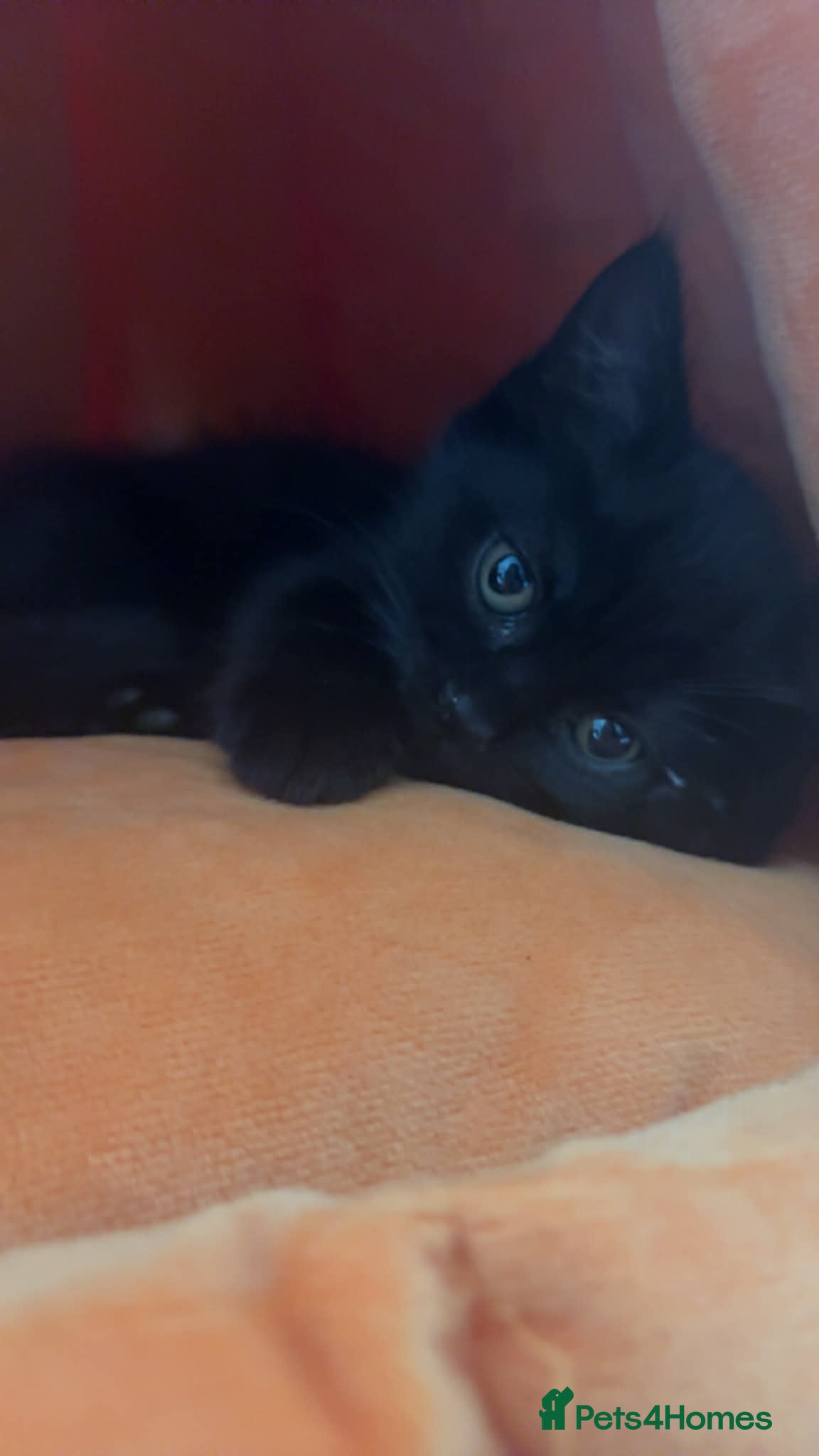 Ragdoll cats for sale: 14 weeks old female half ragdoll Kitten  in Sheffield - Advert 7