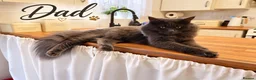 Mixed Breed cats for sale: Beautiful Ragdoll x Maine Coon Kittens - Advert 2