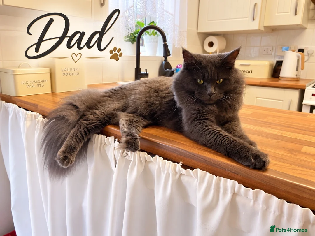 Mixed Breed cats for sale: Beautiful Ragdoll x Maine Coon Kittens - Advert 2