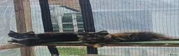 Maine Coon cats for sale: Beautiful Maine Coon Kittens - Advert 5