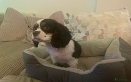 Cavalier King Charles Spaniel dogs for sale: Chocolate tri cavalier king charles - Image 5