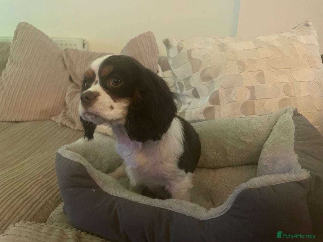 Cavalier King Charles Spaniel dogs for sale: Chocolate tri cavalier king charles - Image 5