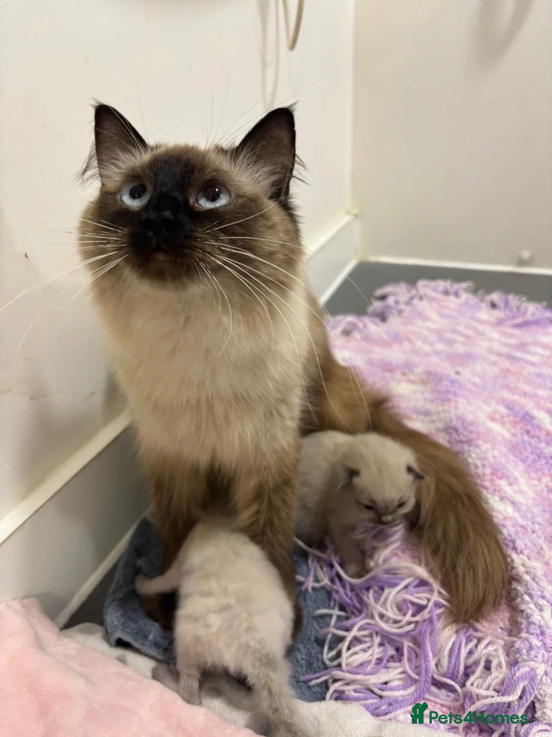Ragdoll cats for sale: Beautiful Lilac Ragdoll Kittens 🐾🐾 - Advert 2