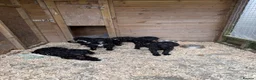 Cockapoo dogs for sale: Cockapoos in Turriff - Advert 2